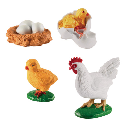 CICLO DELLA VITA - GALLINA