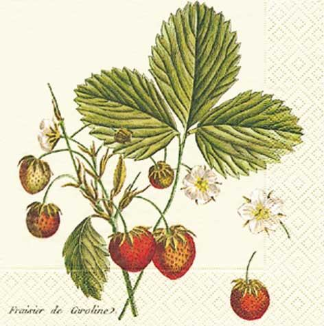 TOVAGLIOLI CM.33X33 - CONF.20 PZ. - FRAGOLA SELVAT.