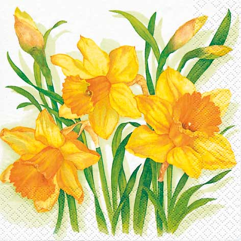 TOVAGLIOLI CM.33X33 - CONF.20 PZ. - NARCISI