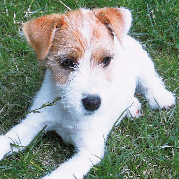 TOVAGLIOLI CM.33X33 - CONF.20 PZ. - CANE