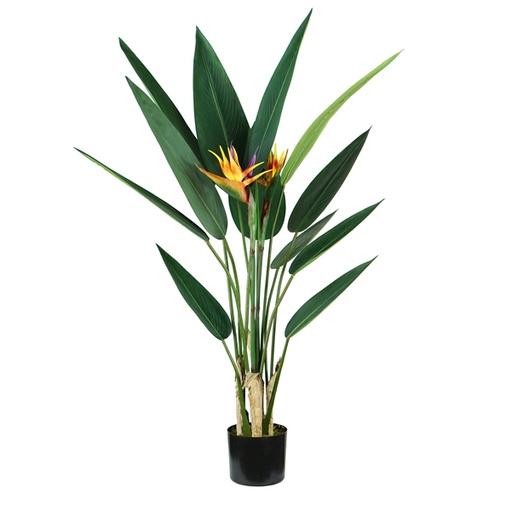 [D93983] Pianta ornamentale Sterlizia 12 foglie e 2 fiori