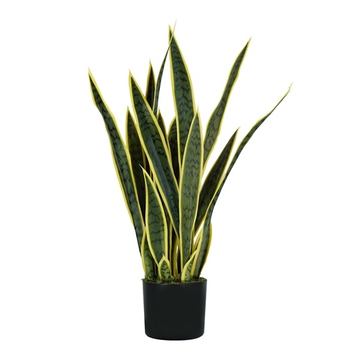[D93984] Pianta ornamentale Sansevieria 21 foglie