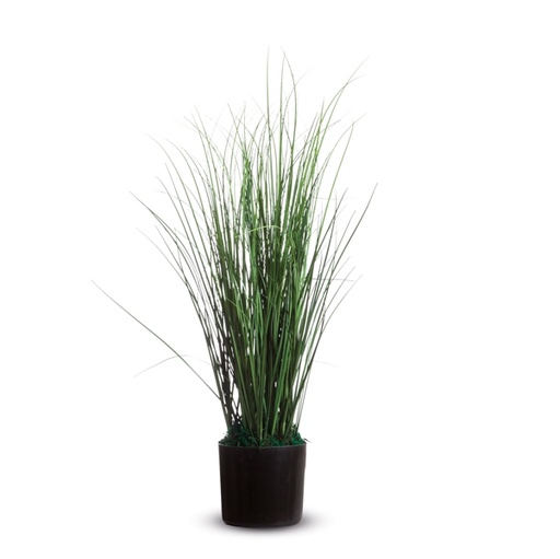 [D89861] Pianta ornamentale ERBA H55cm