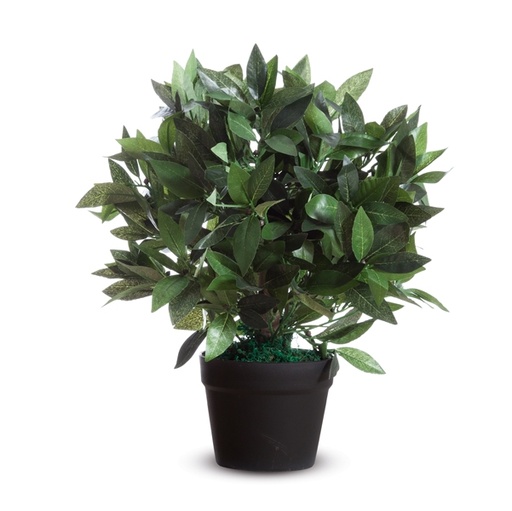 [D89862] Pianta ornamentale LAURO H50cm