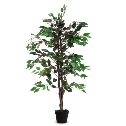 [D89863] Pianta ornamentale FICUS H120cm