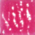 [TPC1330-C43] MOSAICO VENEZIANO - CONF.80 TESSERE - FUXIA (min.ord.3 o multipli)